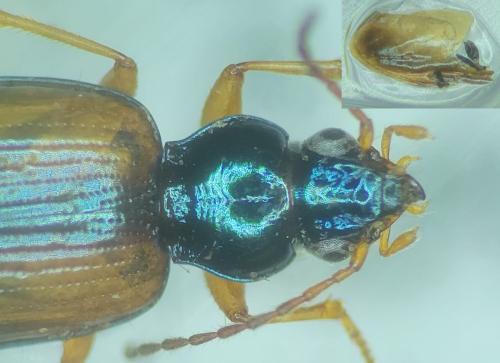 Réf. 363 633 : Bembidion hummleri
